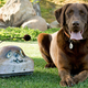 Illustration for article titled $300 RC Critter Is Your Dog's New Best Friend